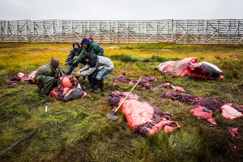 Kaktovik residents butcher and distribute meat from a 44' bowhead whale, the first harvest of the year.