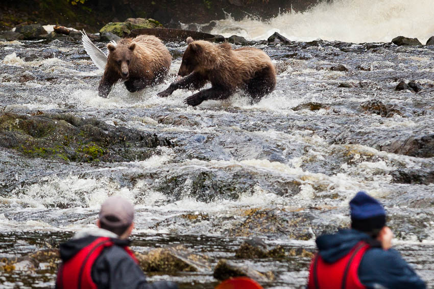 Bear viewing, Takatz Creek, Baranof Island, Southeast Alaska