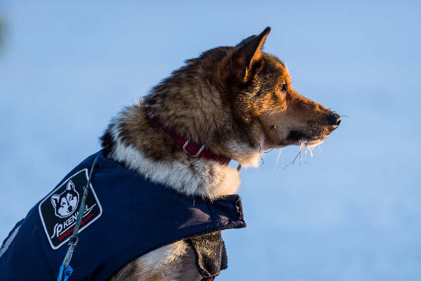 One of Aliy Zirkle's dogs at the Rainy Pass checkpoint. The Iditarod is a roughly 1,000-mile long dog sled race that pits a musher and 16 dogs against other teams and the Alaskan wilderness. Mar 3, 2014