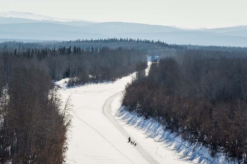 A musher on the Yukon River between Ruby and Galena. Mar 7, 2014