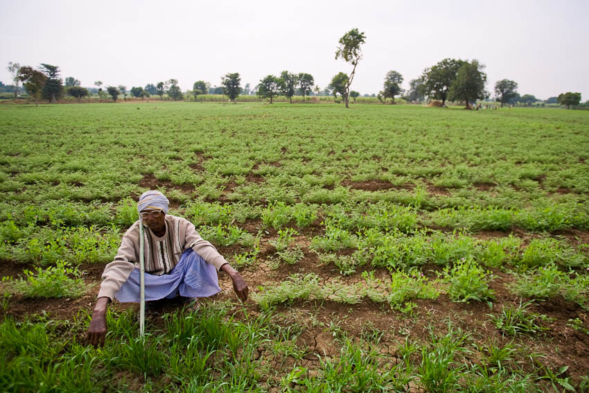 72-year old farmer resting in his field of chickpeas, Maharashtra