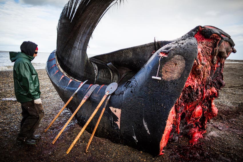 Eddie Rexford pauses while butchering a Bowhead whale head on the beach in Kaktovik.
