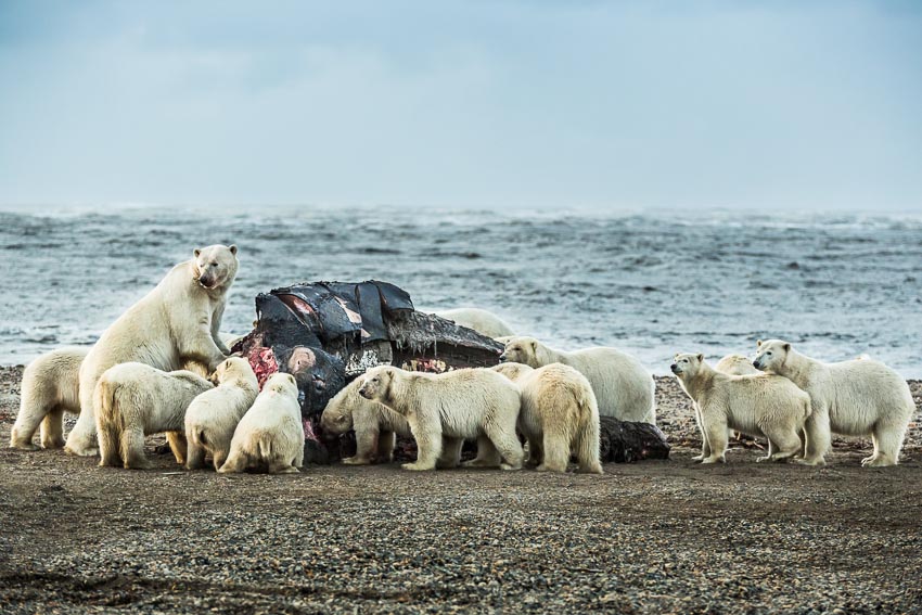 Polar bears congregate around a Bowhead whale carcass on the beach in Kaktovik, Alaska.