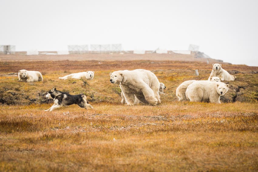Polar bears chase off a dog that escaped from its owner in Kaktovik. The village has one of the largest concentrations of polar bears in the world.